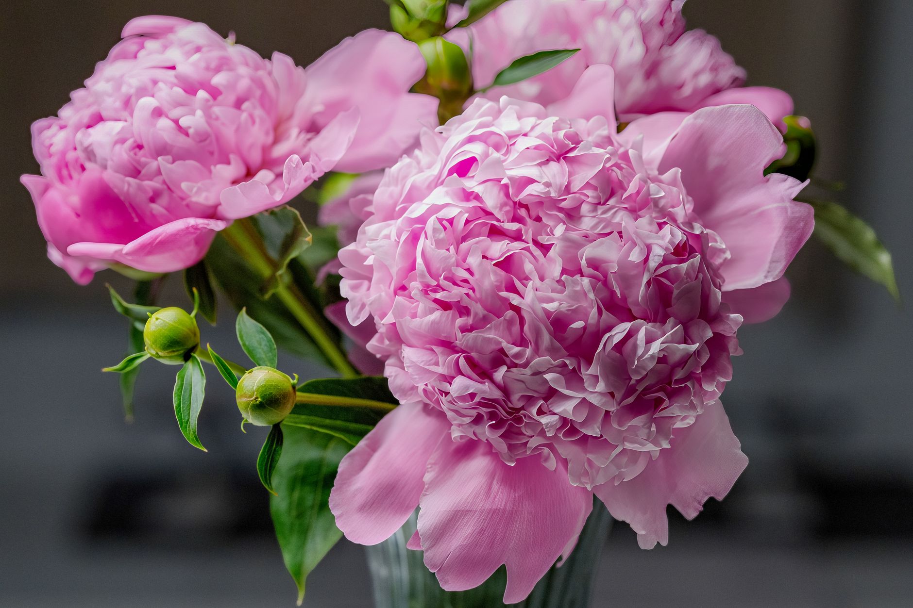 Roze pioenrozen in een vaas.
